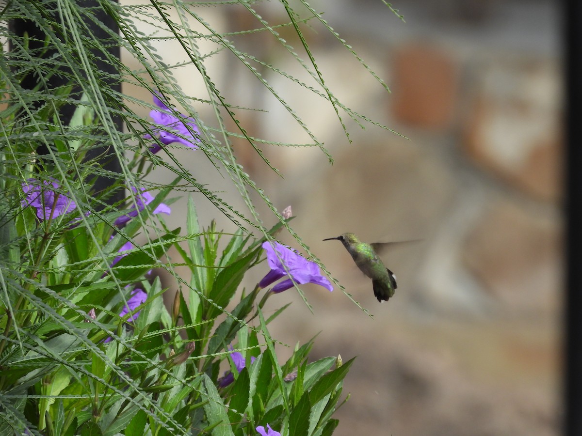 hummingbird sp. - ML646817401