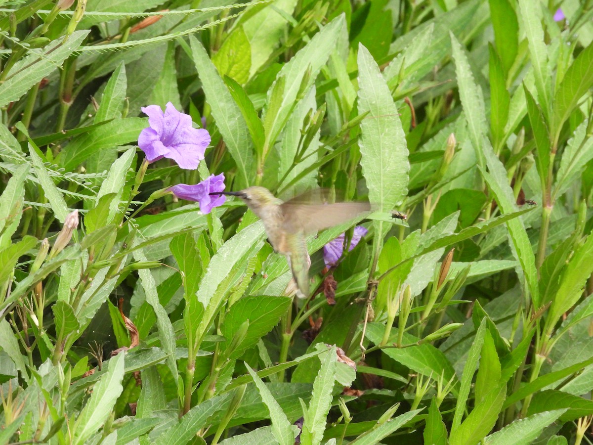 hummingbird sp. - ML646817402