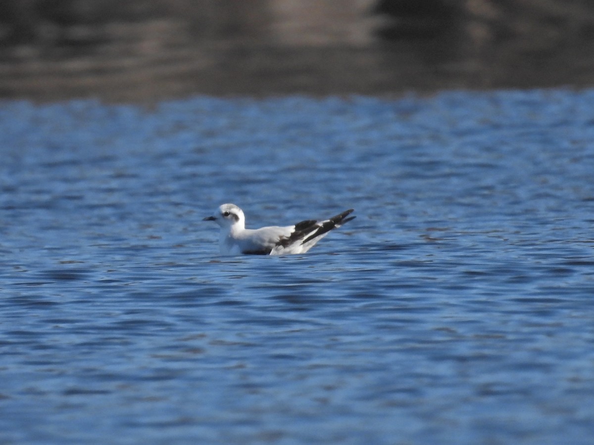 gull sp. - ML646817403