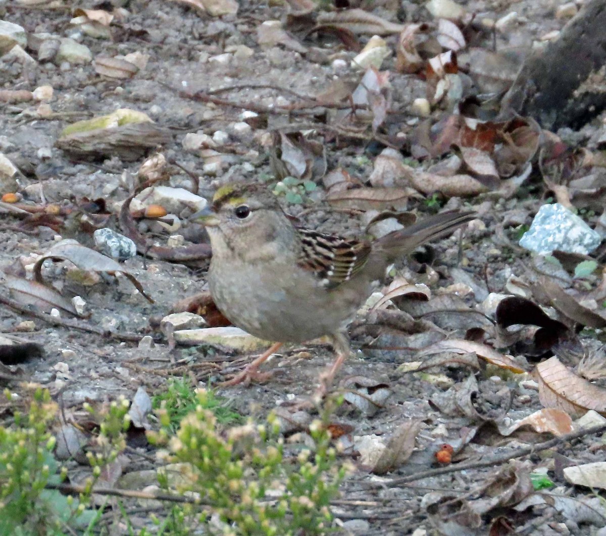 Golden-crowned Sparrow - ML646817404