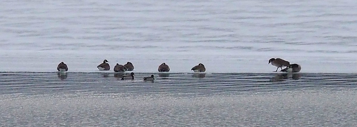 Canada Goose - ML646817405