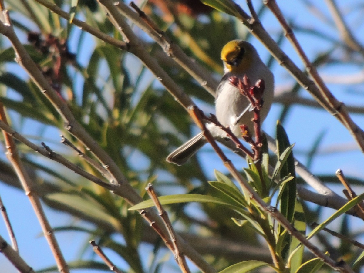 Verdin - ML646817406