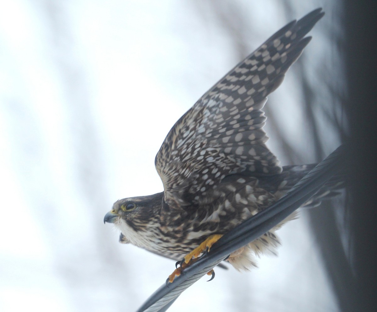 Merlin - ML646817407