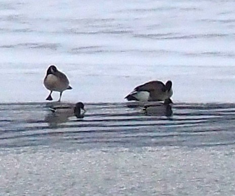 Mallard - ML646817408