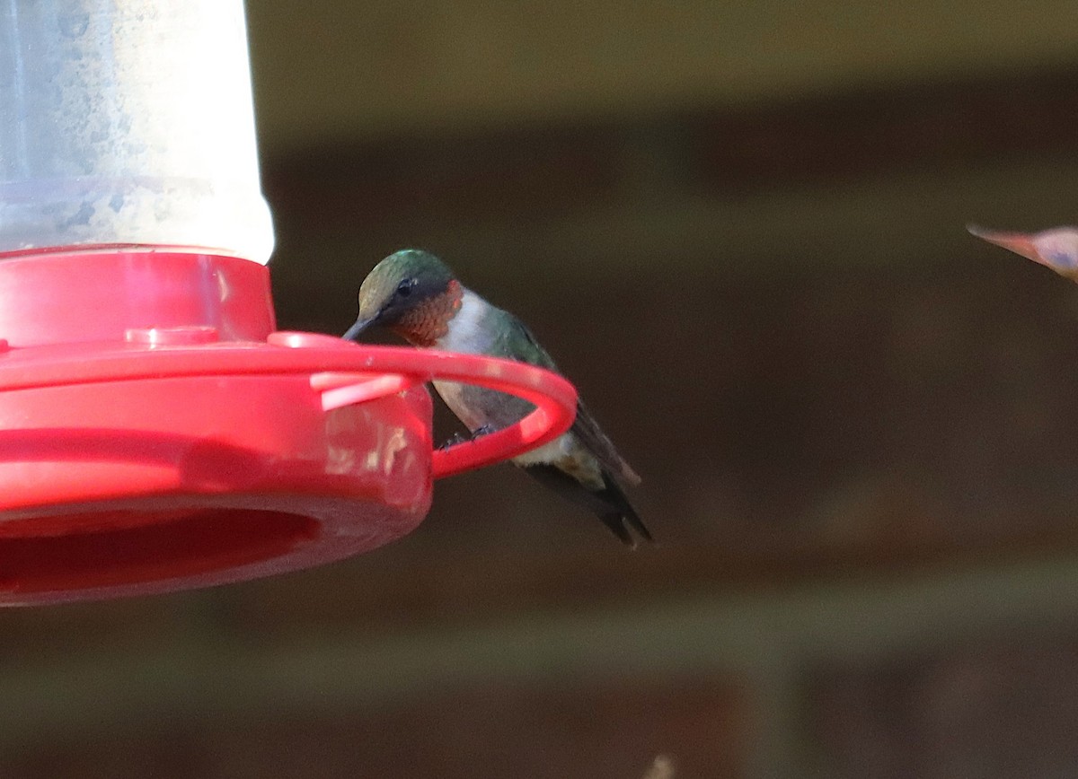 Colibri à gorge rubis - ML646817409