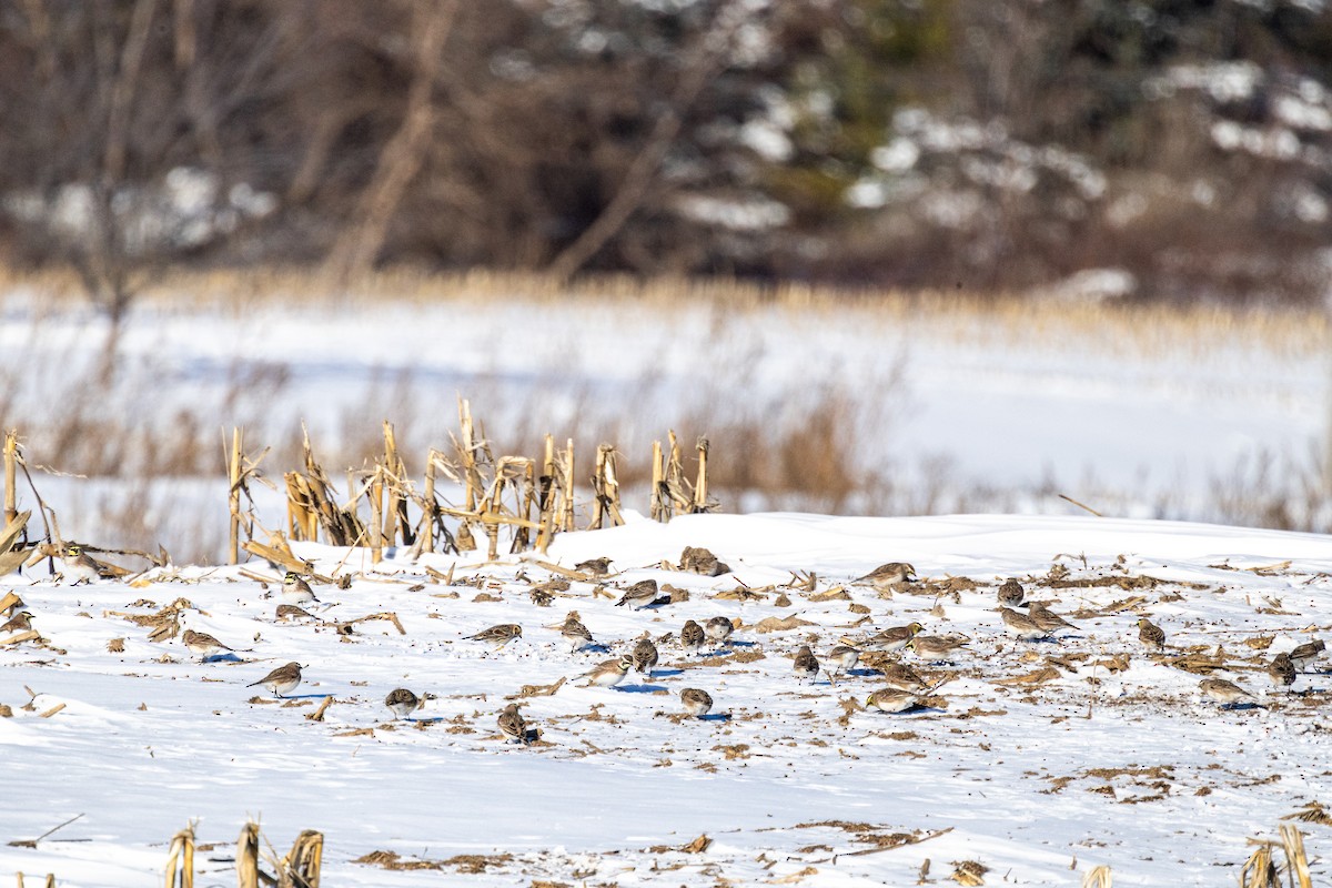 Horned Lark - ML646817410