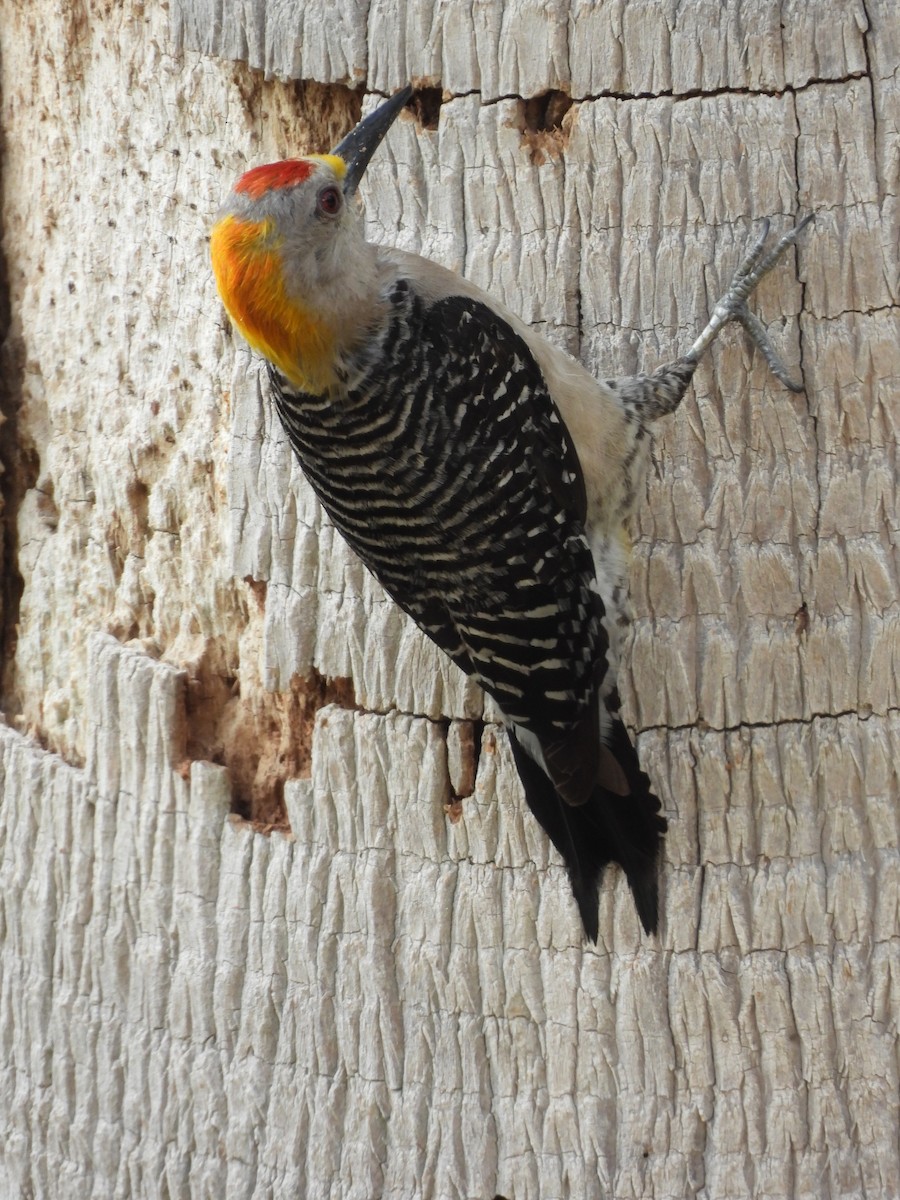 Golden-fronted Woodpecker - ML646817411