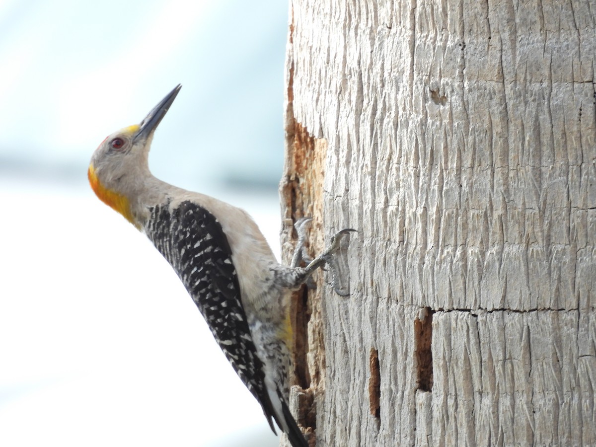 Golden-fronted Woodpecker - ML646817412