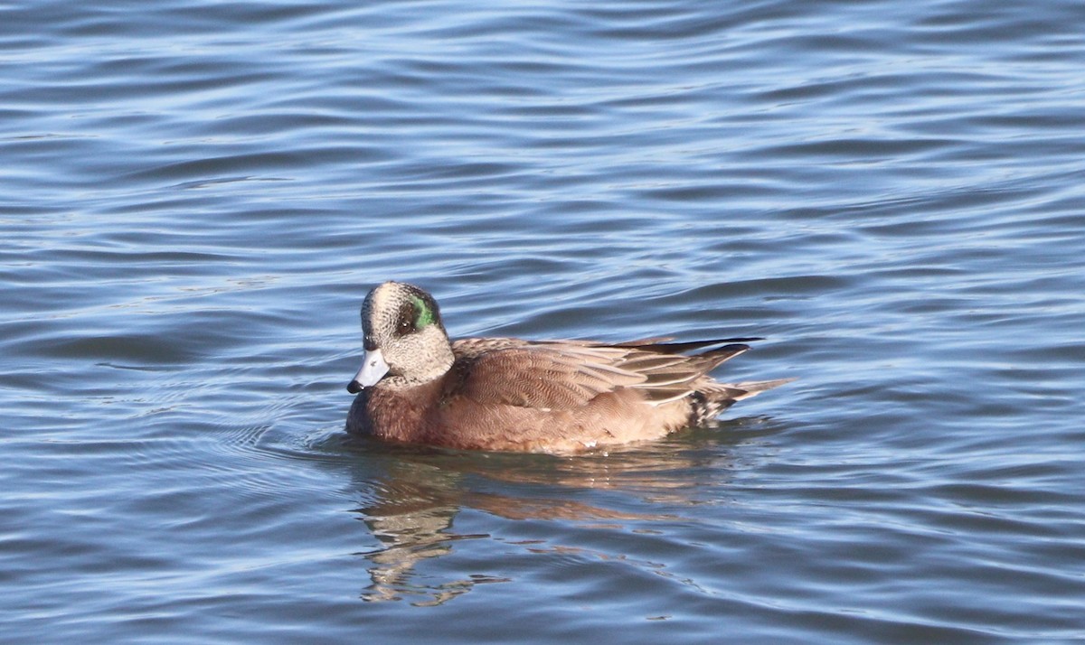 Silbón Americano - ML646817413