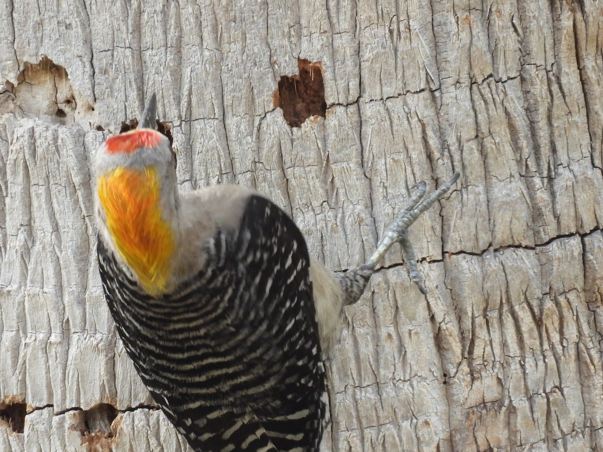 Golden-fronted Woodpecker - ML646817414