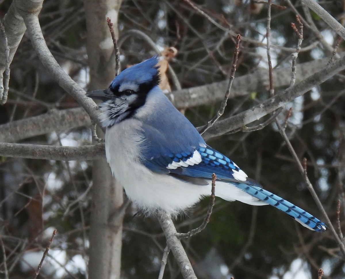 Blue Jay - ML646817415