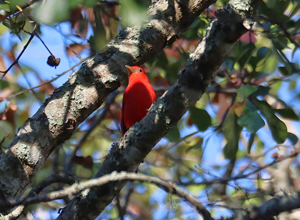 Piranga vermillon - ML646817416