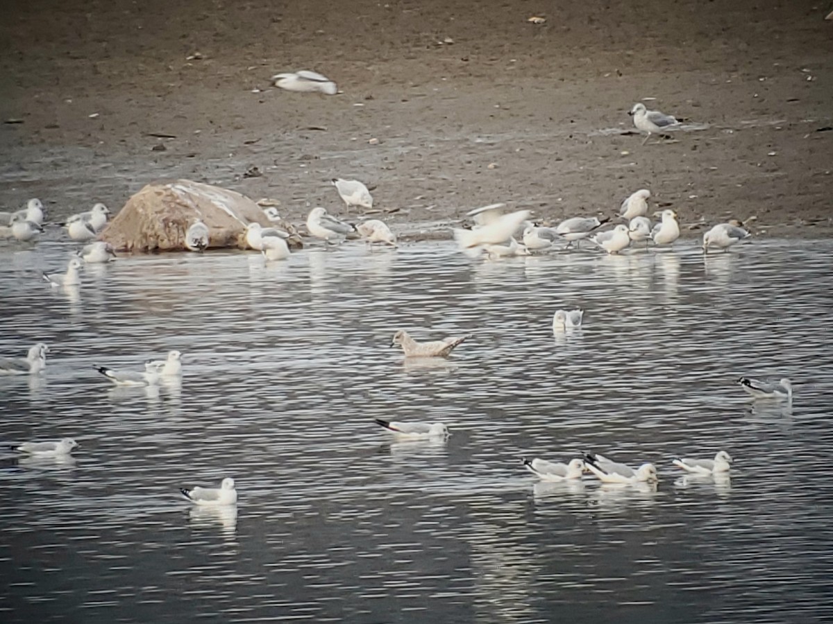 Iceland Gull - ML646817419