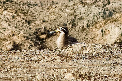 Great Thick-knee - ML646817421