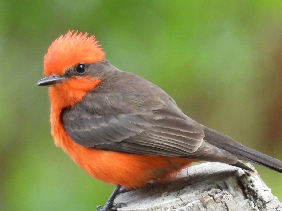 Vermilion Flycatcher - ML646817423