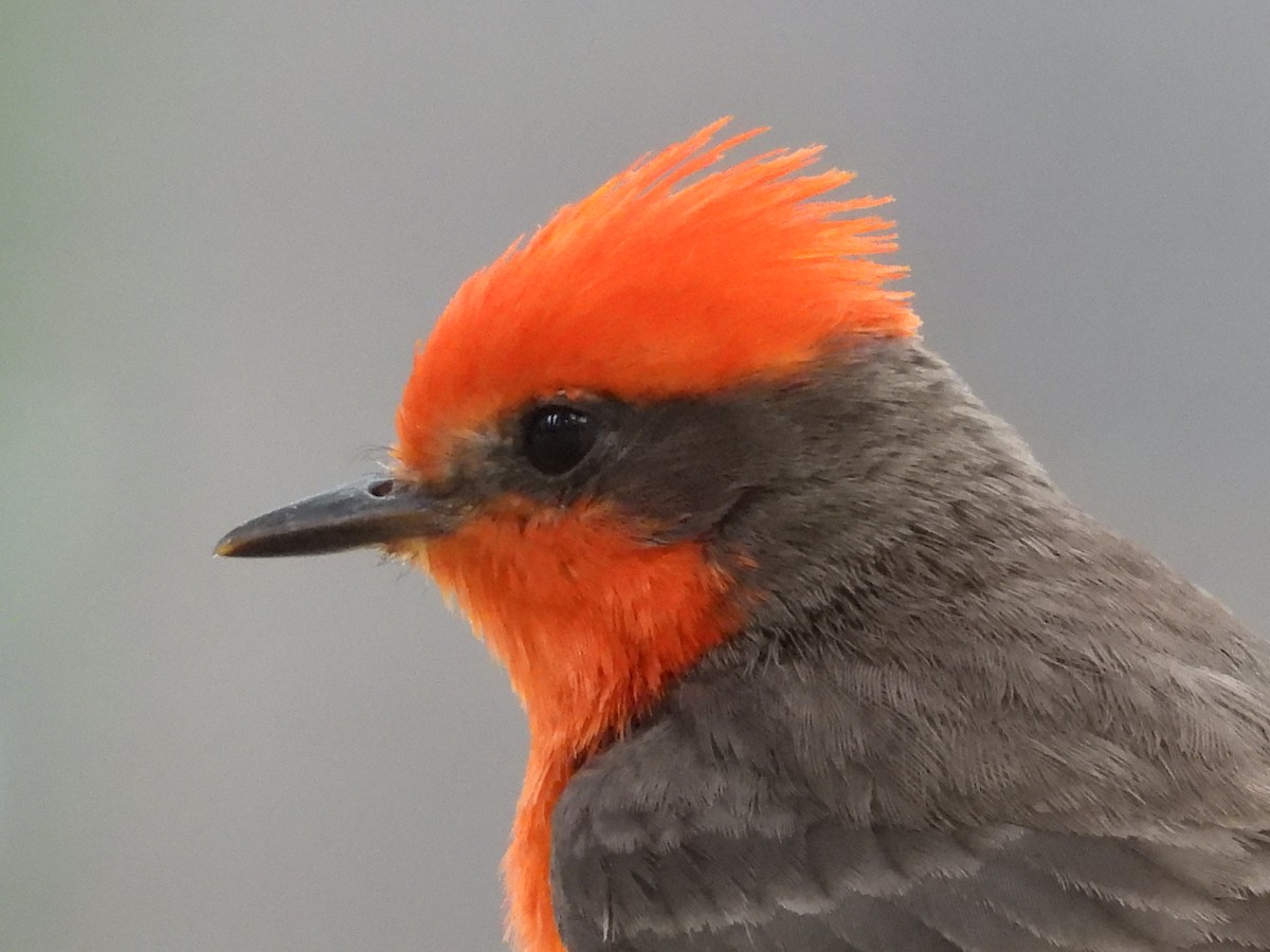 Vermilion Flycatcher - ML646817424