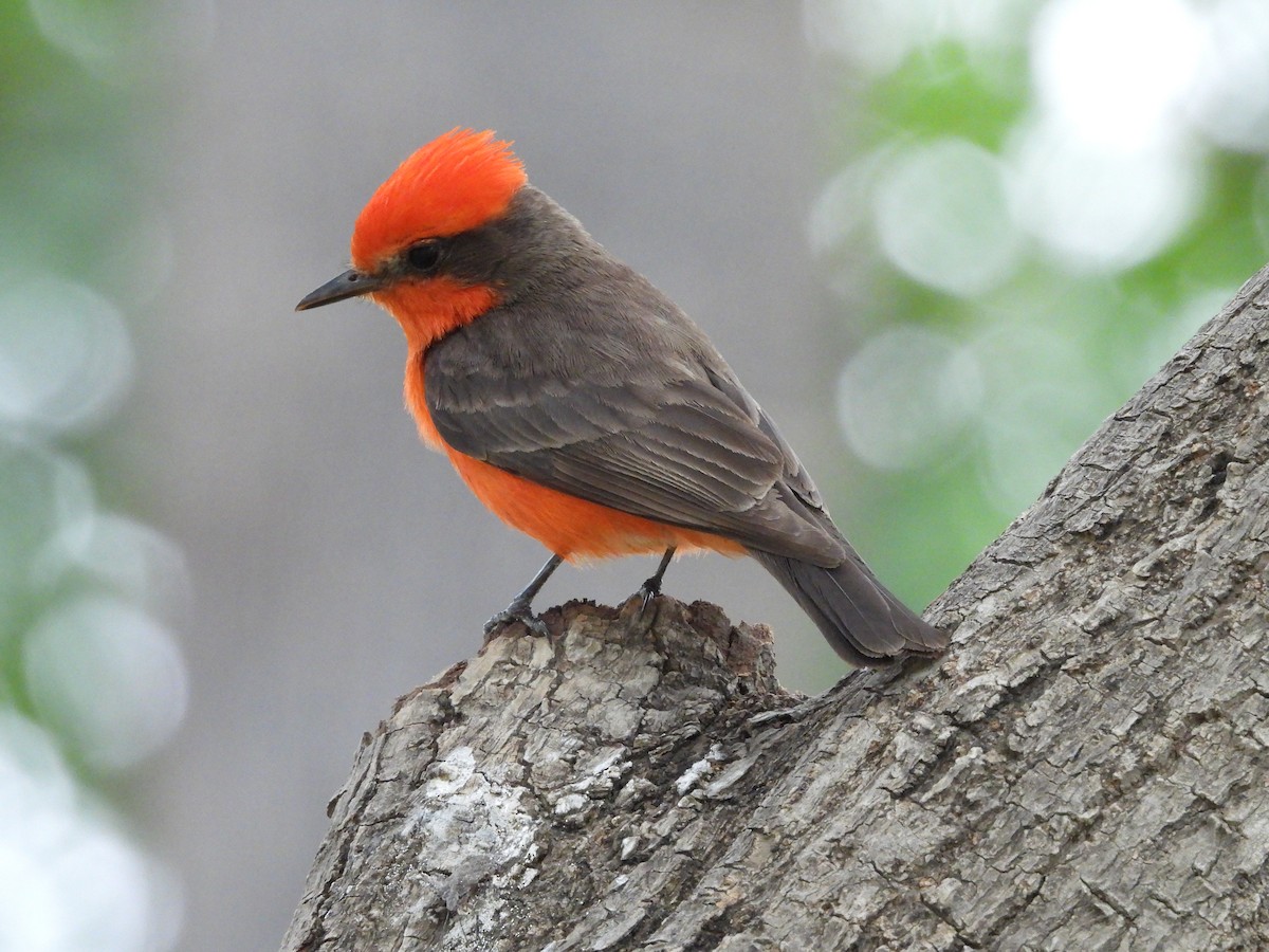 Vermilion Flycatcher - ML646817425