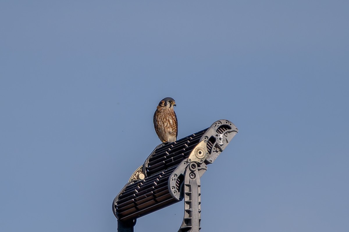 American Kestrel - ML646817426
