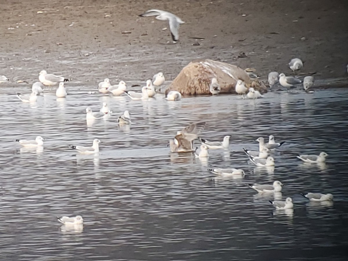 Iceland Gull - ML646817427