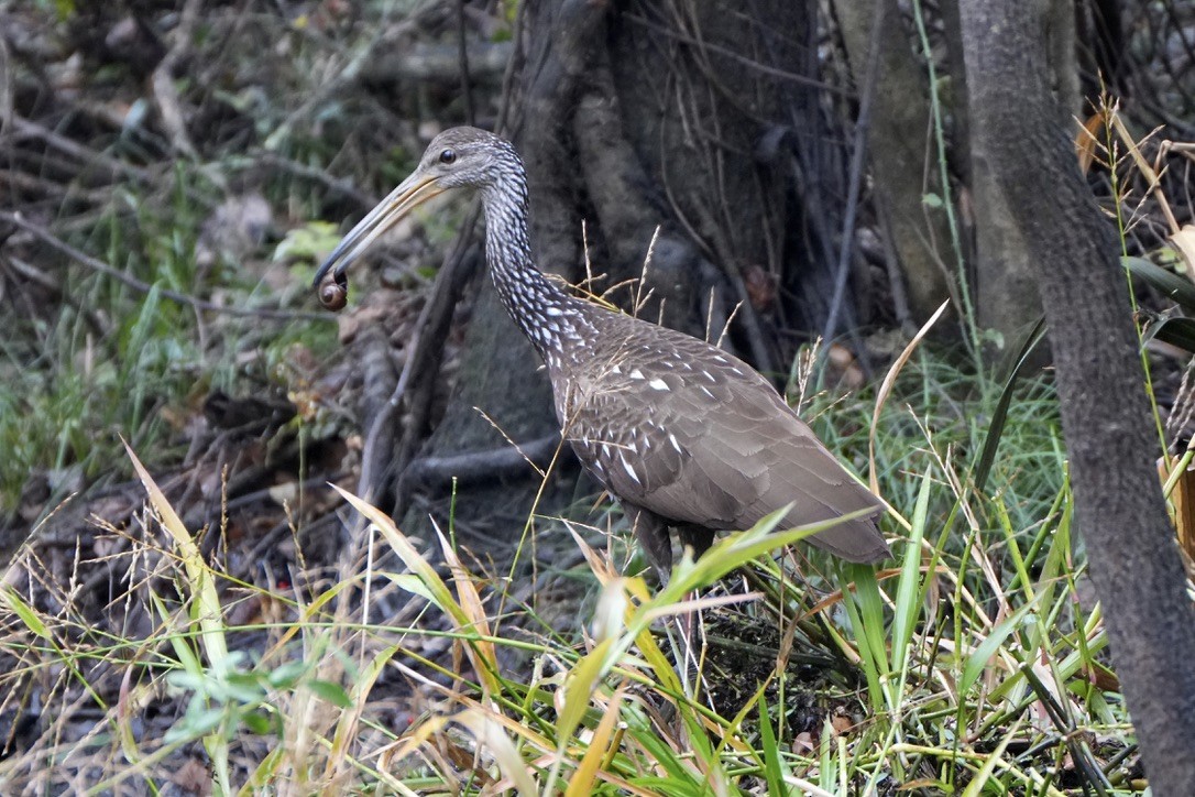 Limpkin - ML646817436