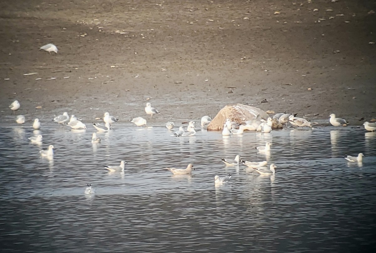 Iceland Gull - ML646817437