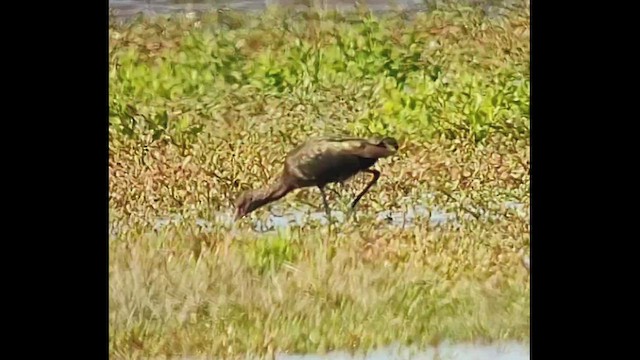 White-faced Ibis - ML646817442