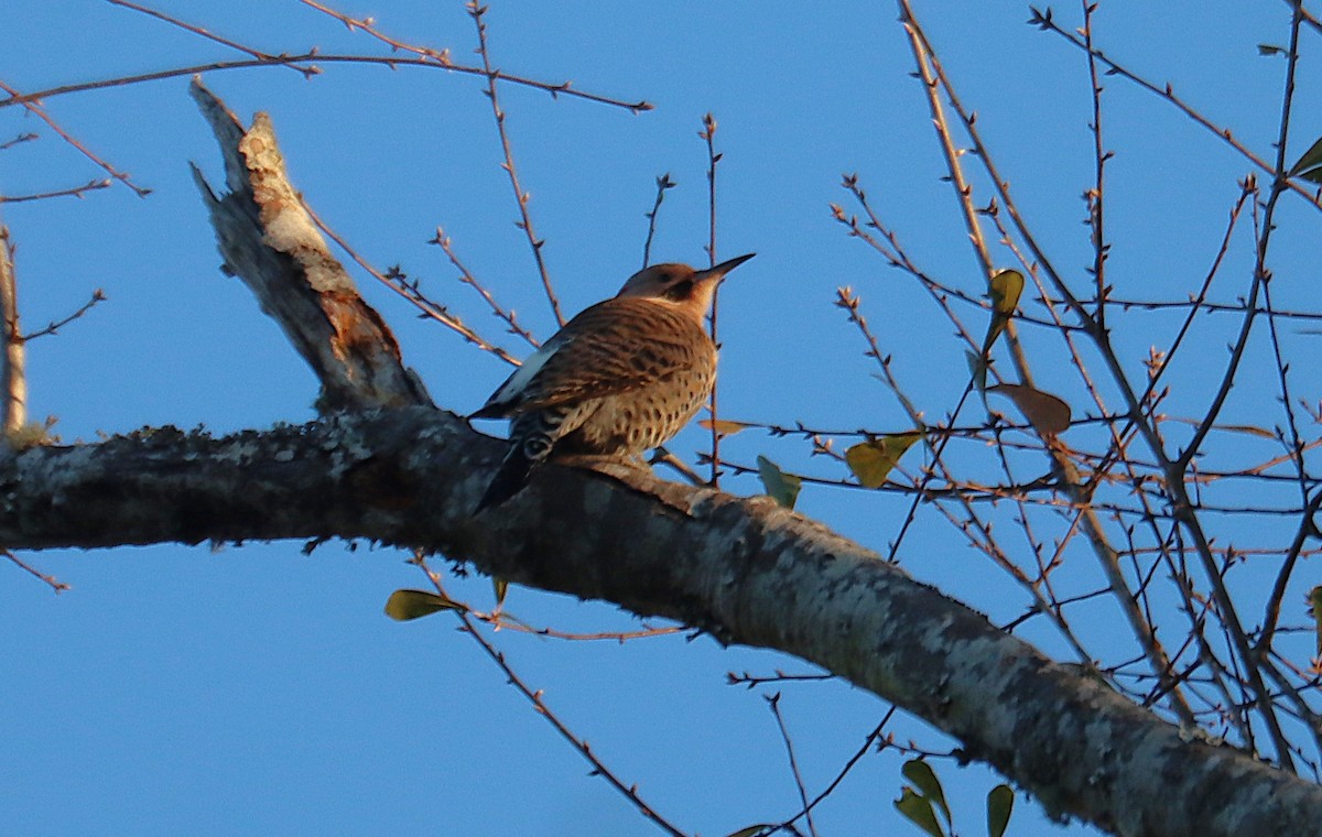 Pic flamboyant - ML646817444