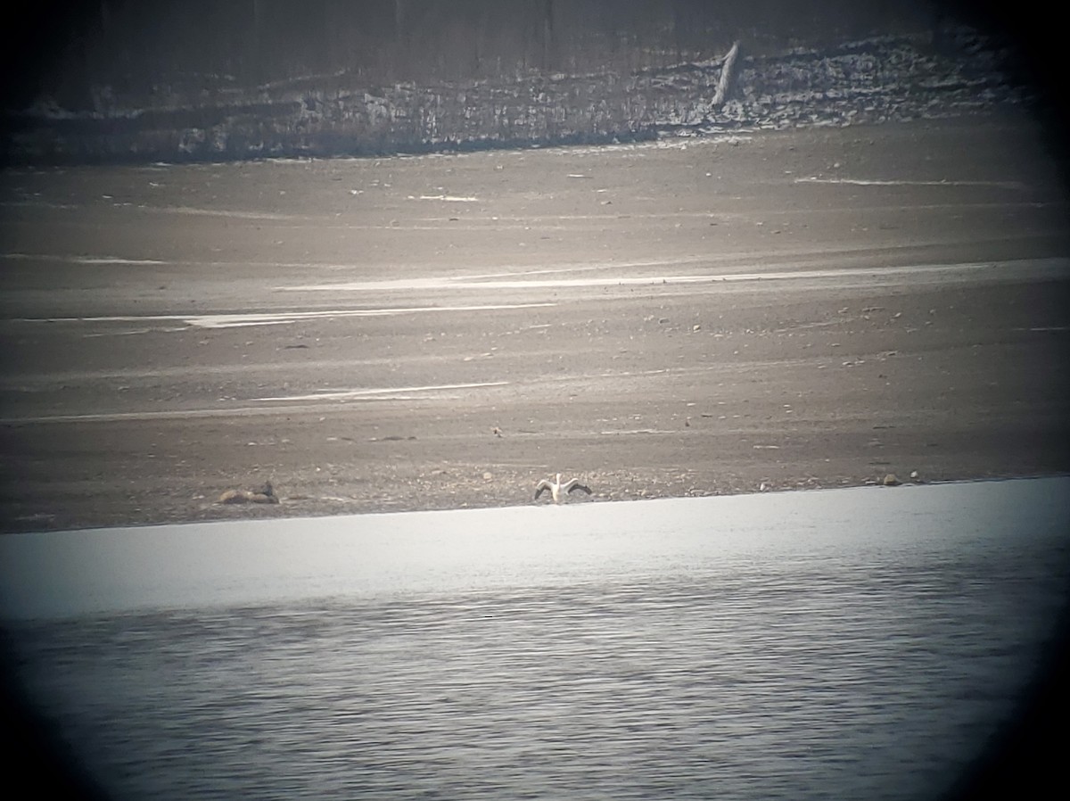 American White Pelican - ML646817445