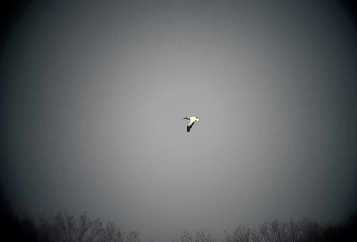 American White Pelican - ML646817450