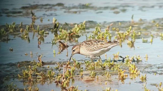 Sharp-tailed Sandpiper - ML646817454