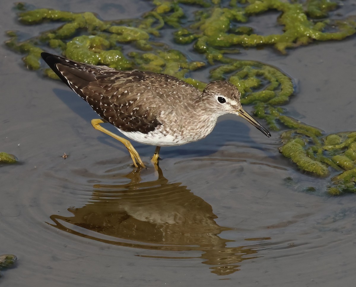 Esmer Düdükçün - ML646817455