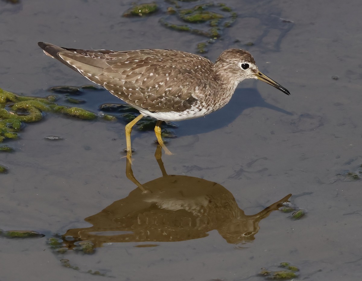 Esmer Düdükçün - ML646817456