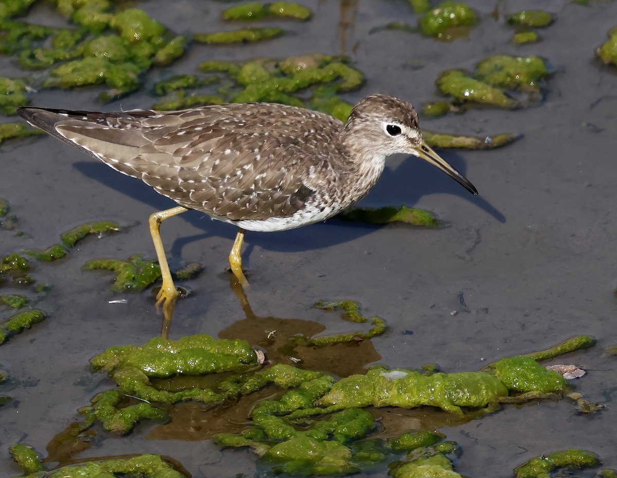 Esmer Düdükçün - ML646817457