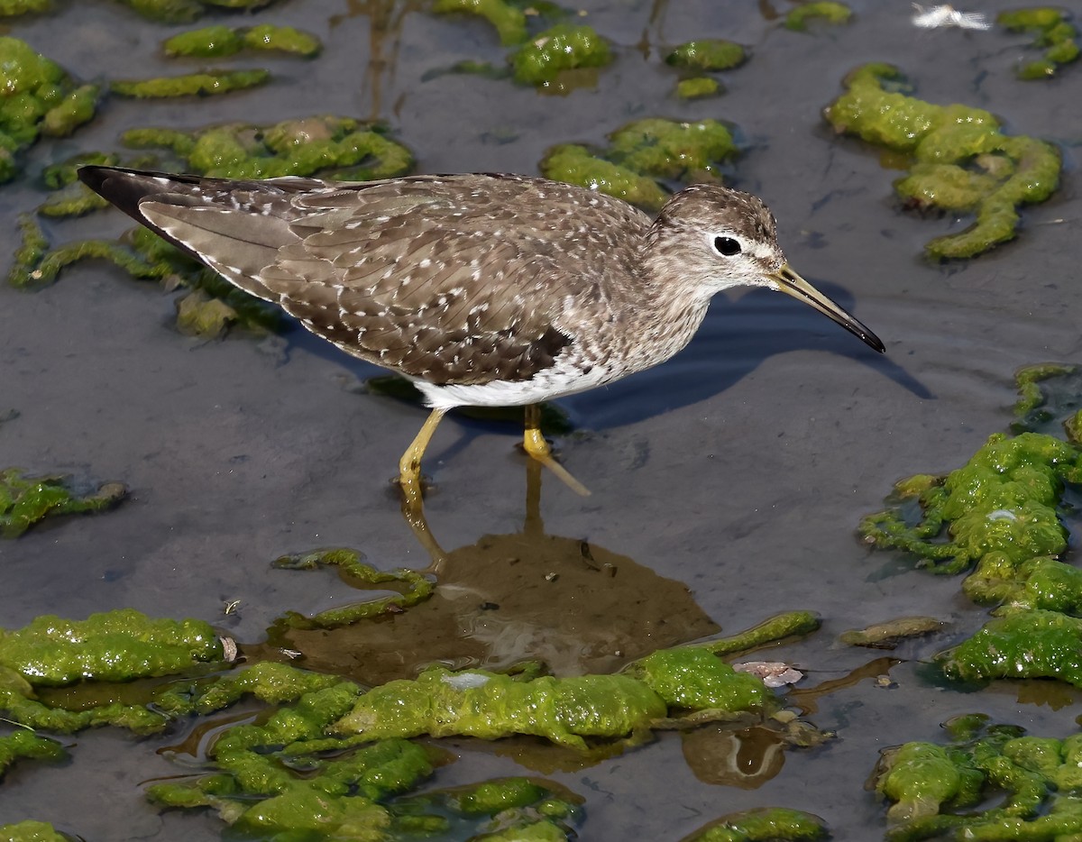 Esmer Düdükçün - ML646817458