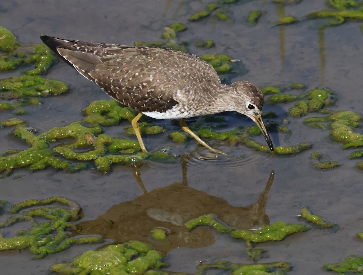 Esmer Düdükçün - ML646817459