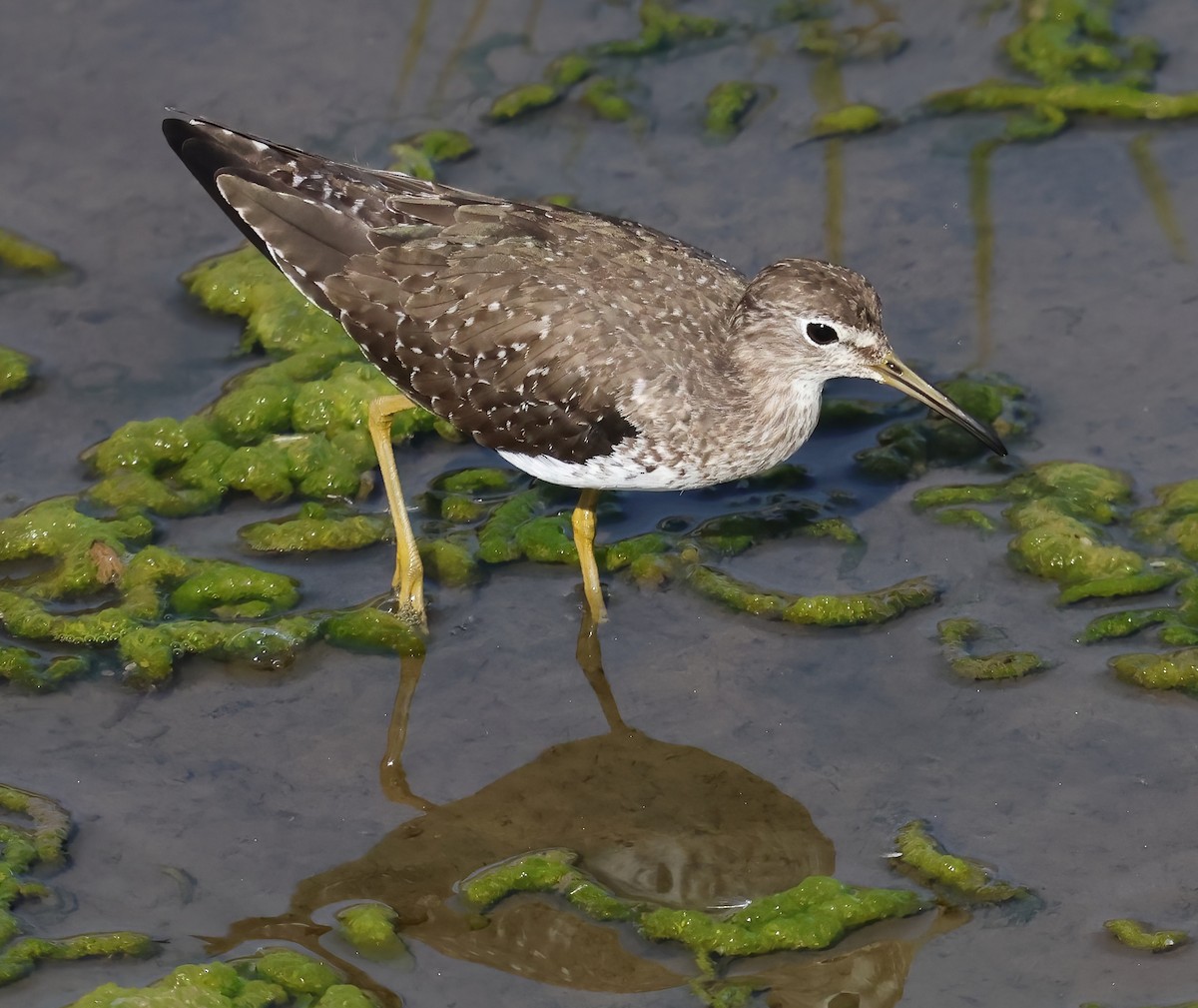 Esmer Düdükçün - ML646817460