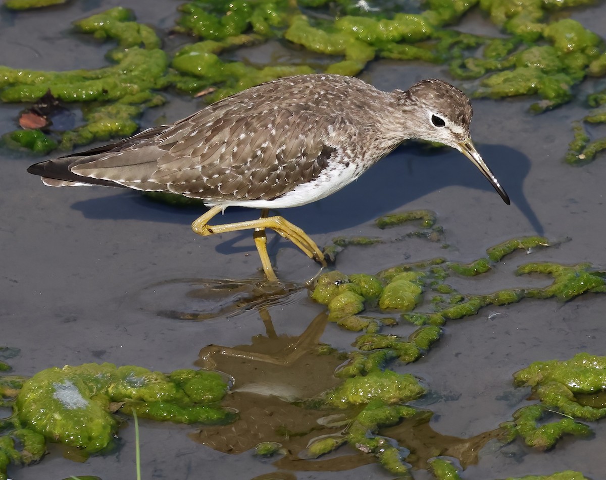 Esmer Düdükçün - ML646817461