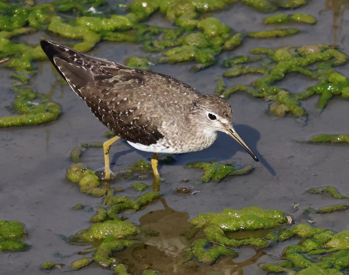 Esmer Düdükçün - ML646817462