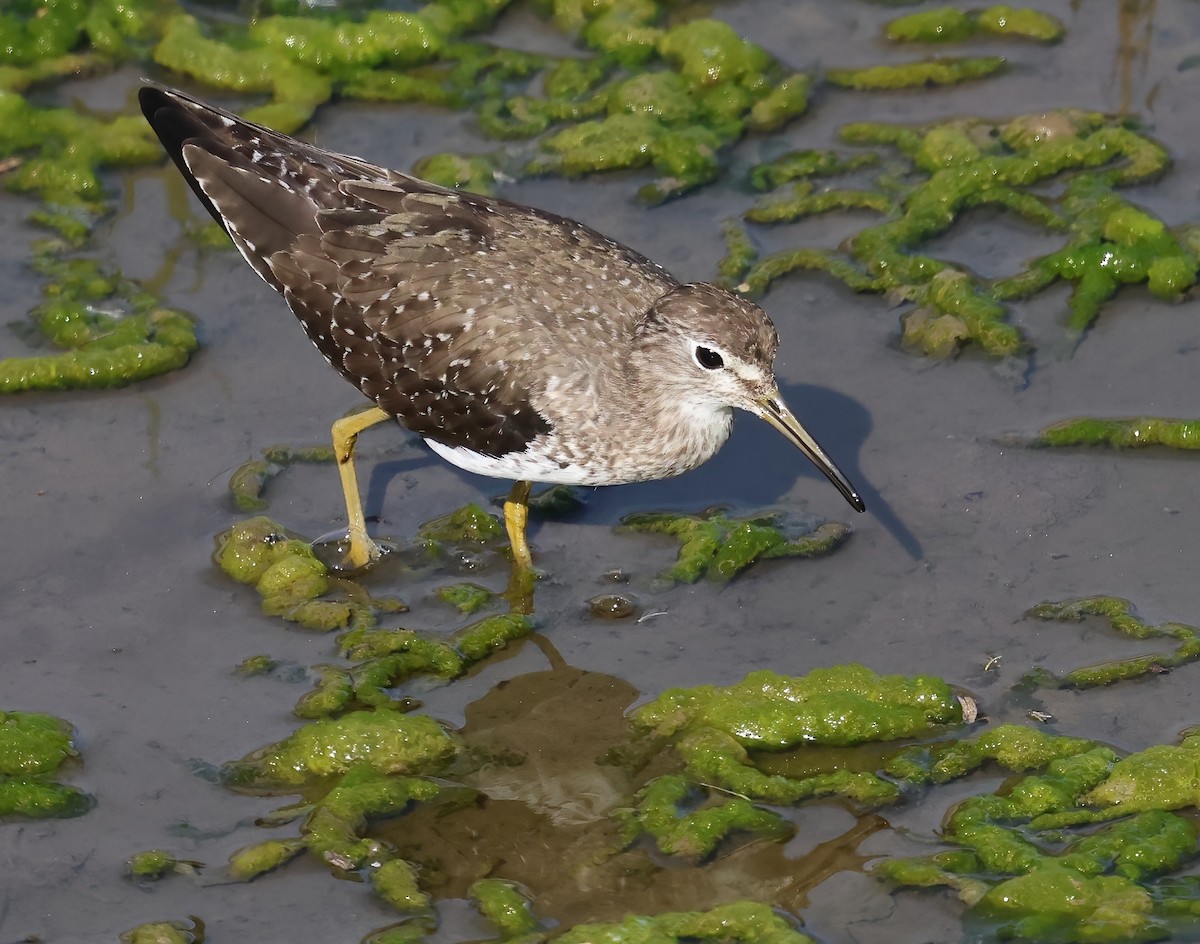 Esmer Düdükçün - ML646817463