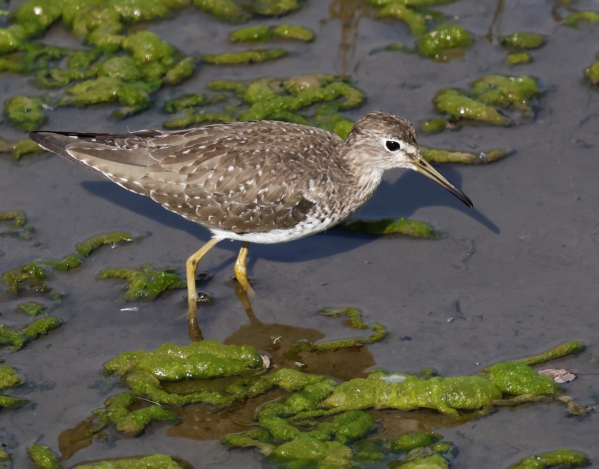 Esmer Düdükçün - ML646817464