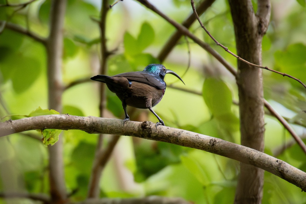 Loten's Sunbird - ML646817465