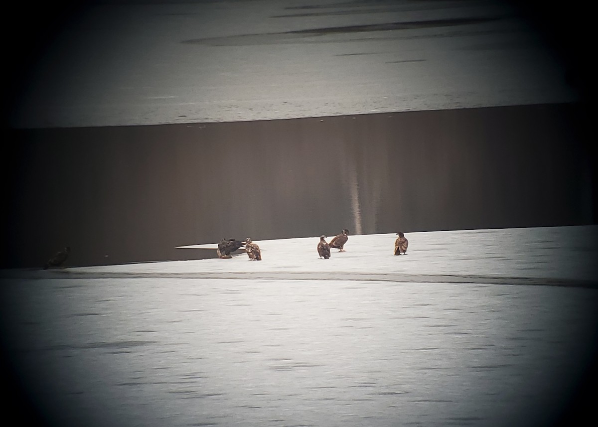 Bald Eagle - ML646817469