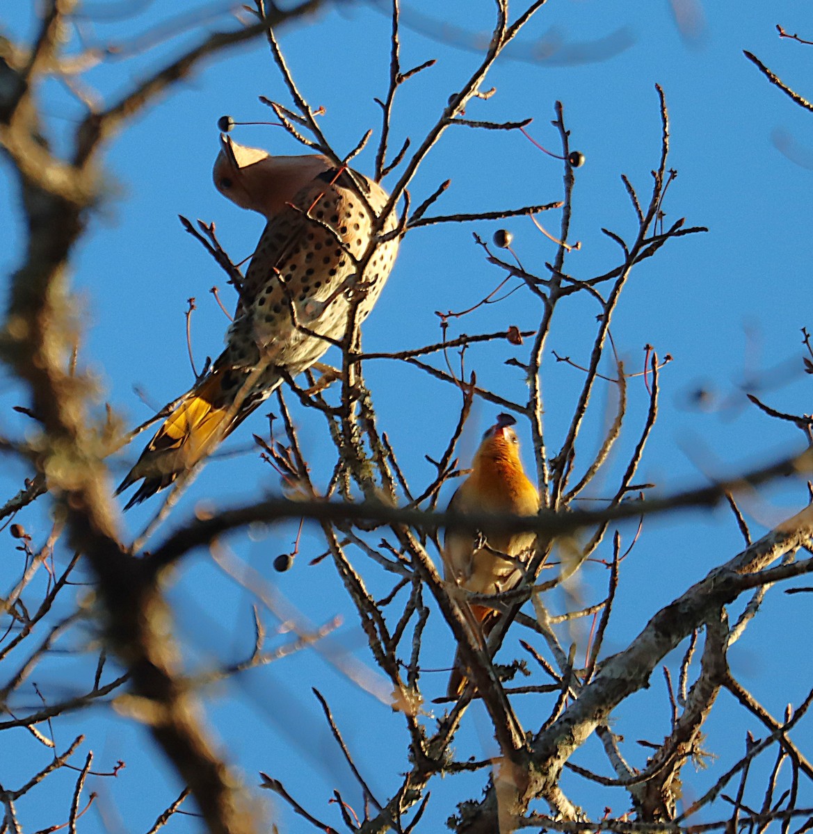 Pic flamboyant - ML646817470