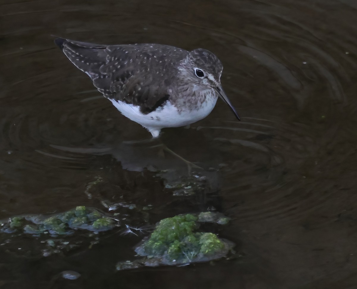 Esmer Düdükçün - ML646817471