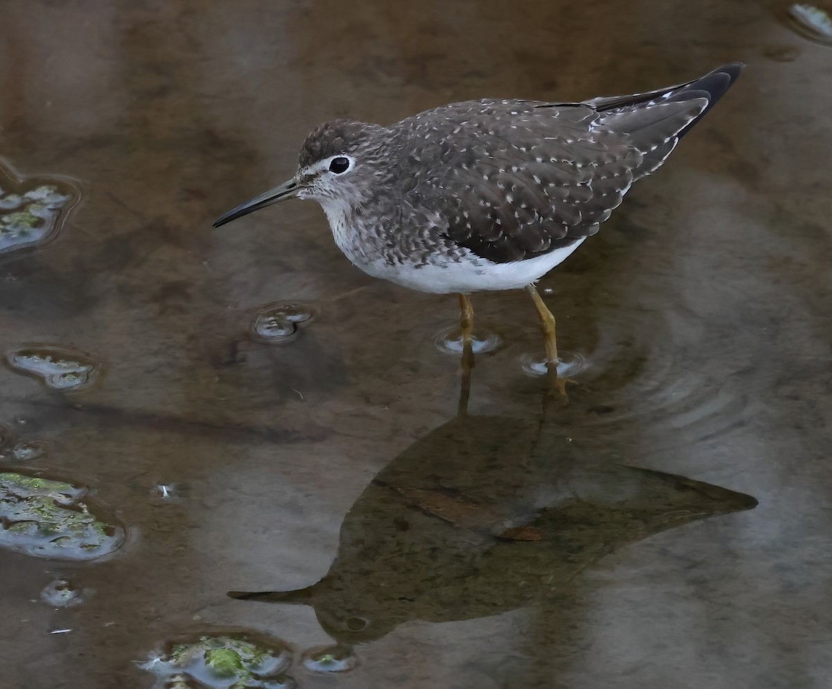 Esmer Düdükçün - ML646817473