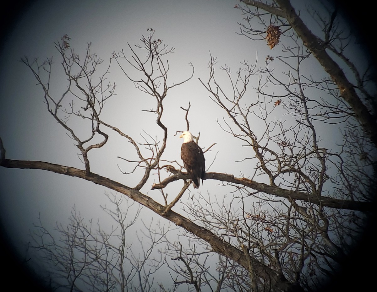 Bald Eagle - ML646817474