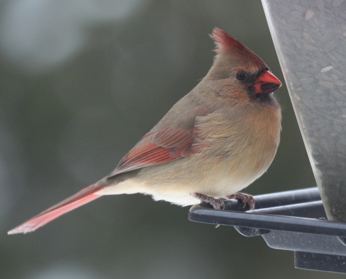 Kırmızı Kardinal - ML646817475