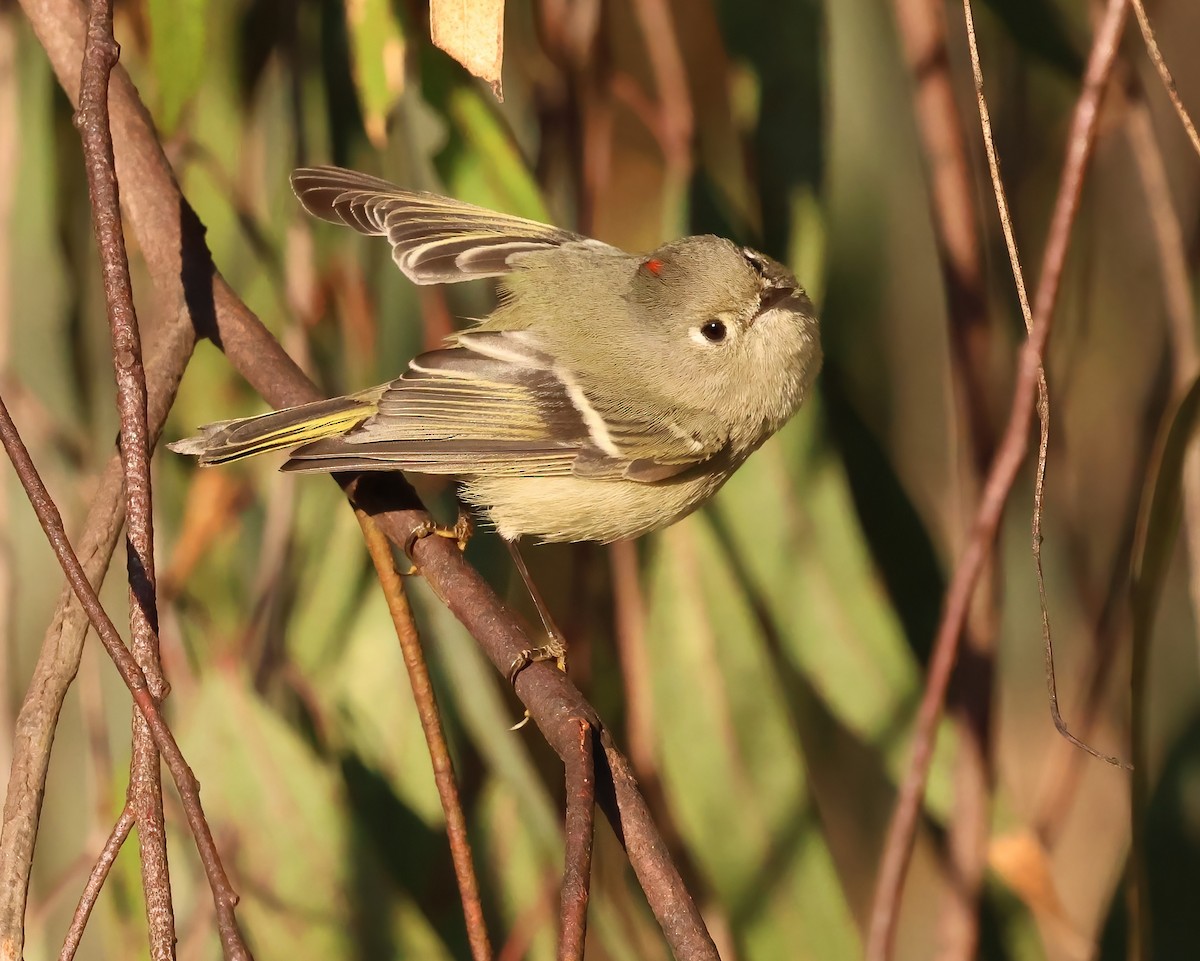 Ruby-crowned Kinglet - ML646817476