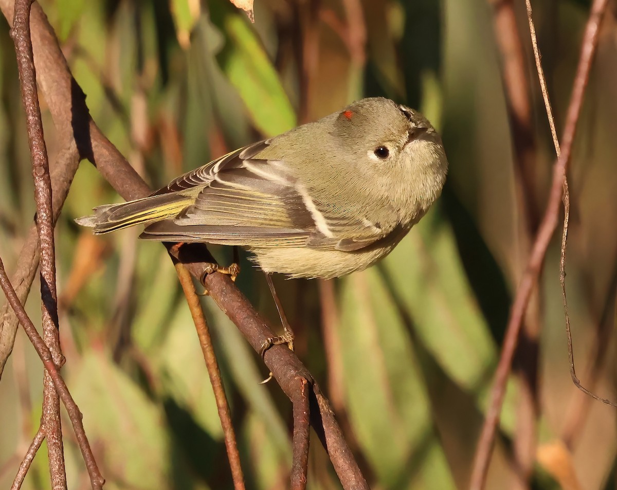 Ruby-crowned Kinglet - ML646817477