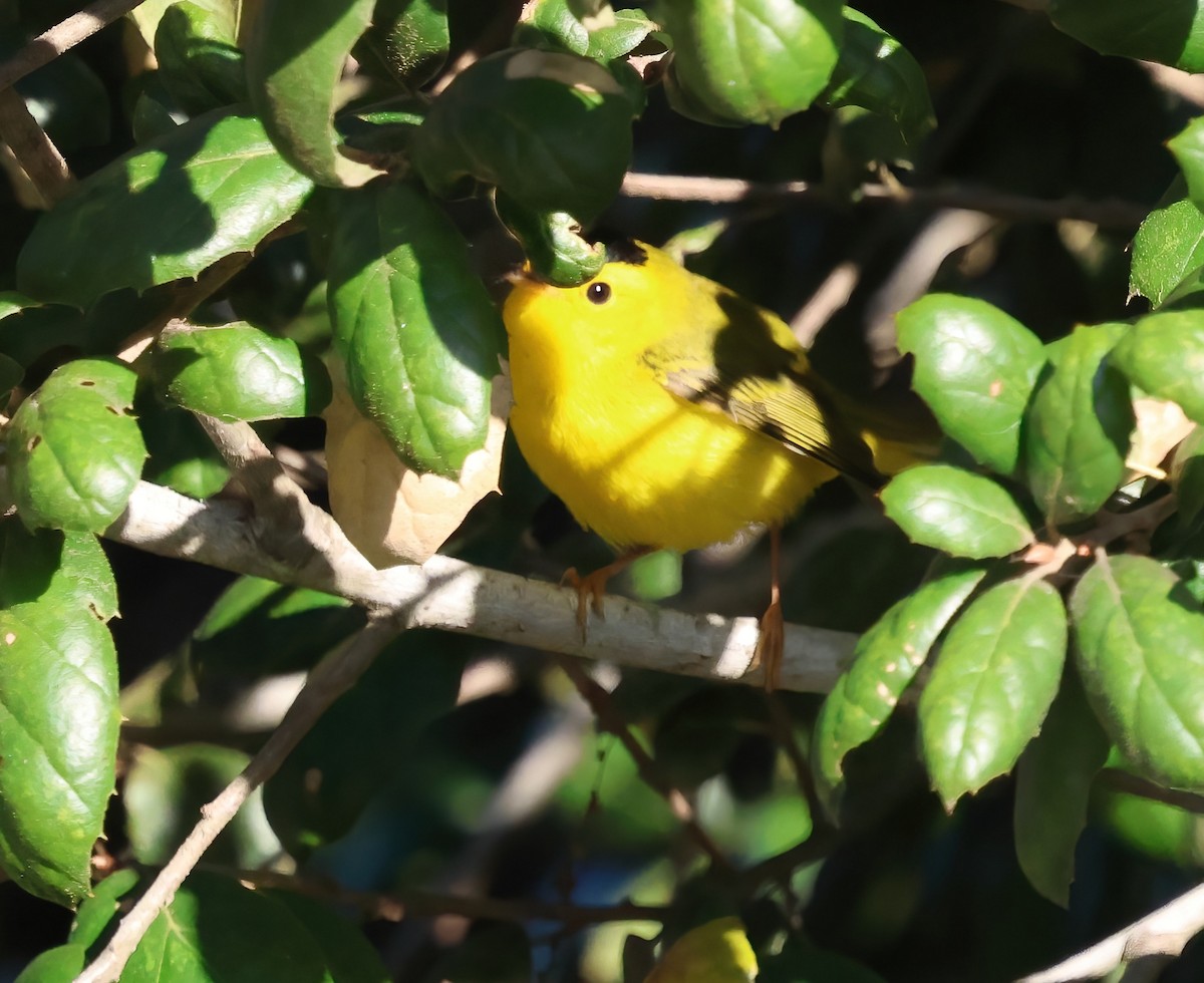 Wilson's Warbler - ML646817479